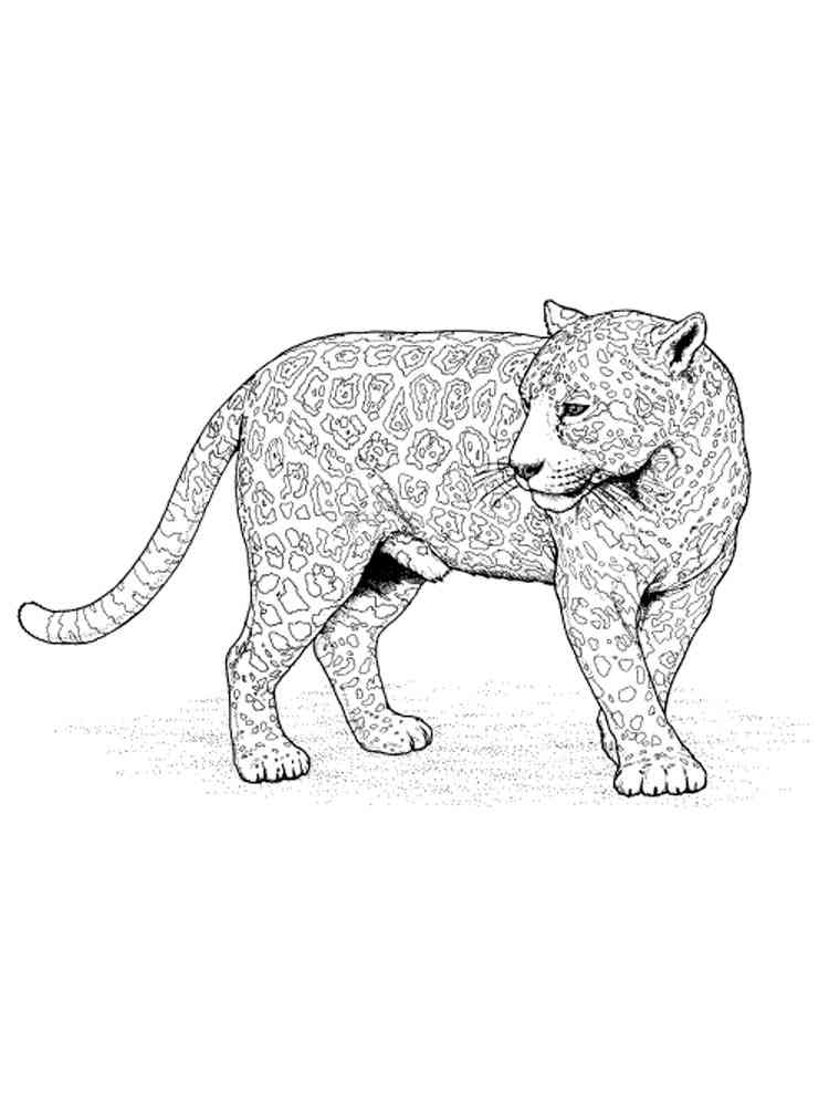 Snow Leopard WildCat coloring page