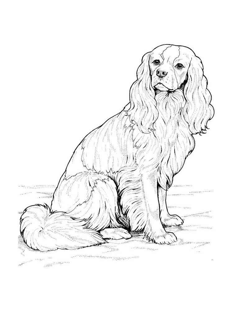 Sussex Spaniel coloring page