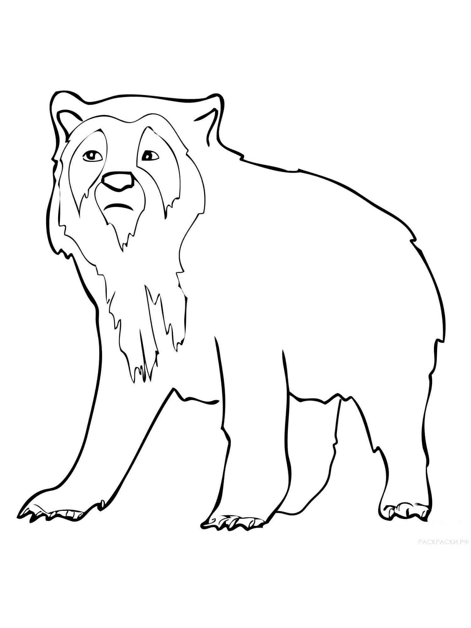 Andean Bear coloring page