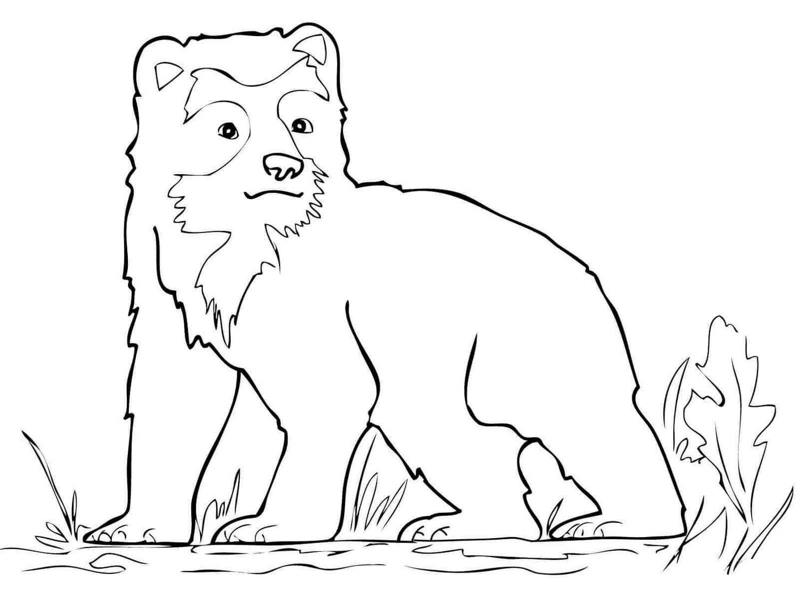 Baby Spectacled Bear coloring page