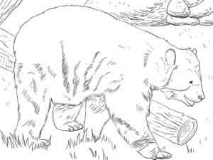 Andean Spectacled Bear coloring page