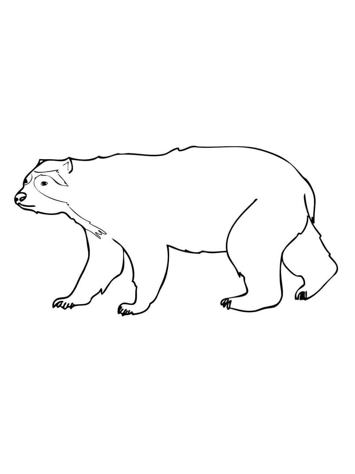 Simple Spectacled Bear coloring page