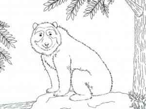 Spectacled Bear sitting coloring page