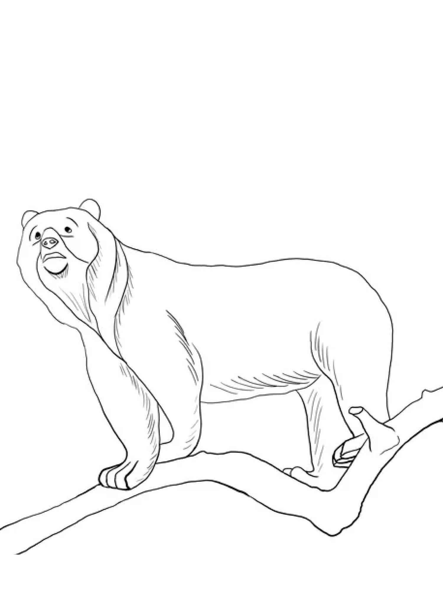 Spectacled Bear on the branch coloring page