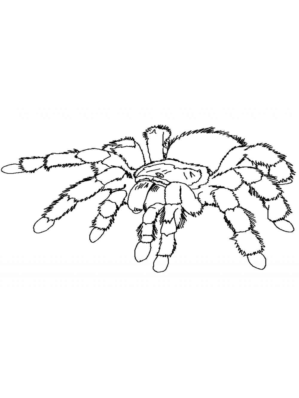Tarantula Spider coloring page