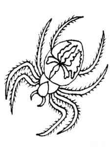 Jumping Spider coloring page
