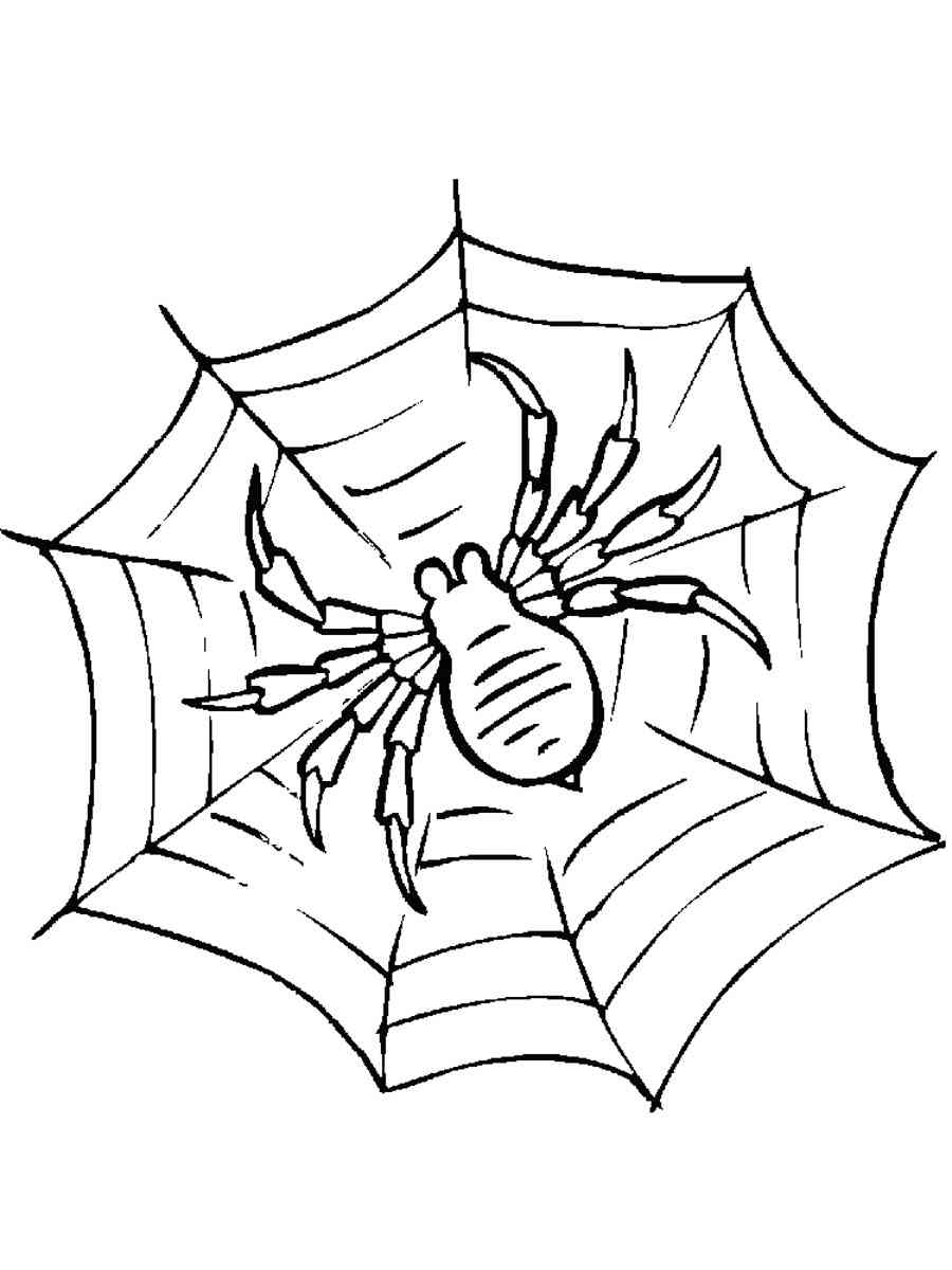 Simple Spider Spinning Web coloring page
