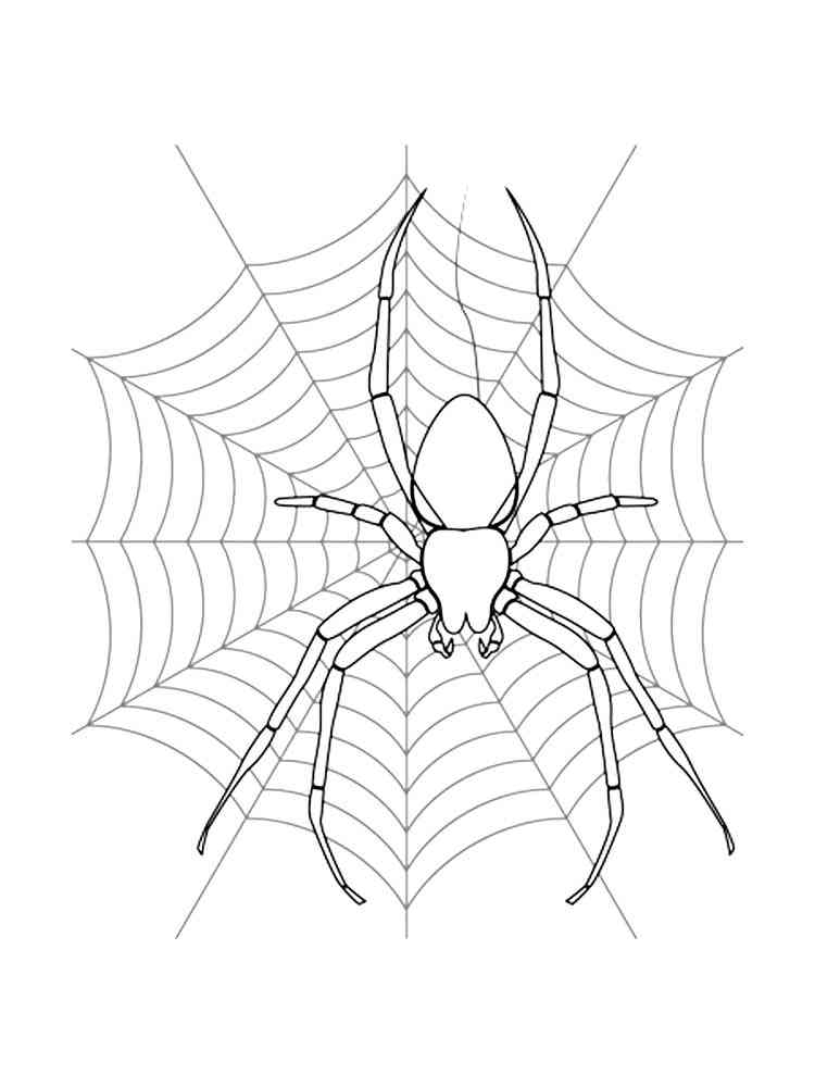 Spider Spinning Web coloring page