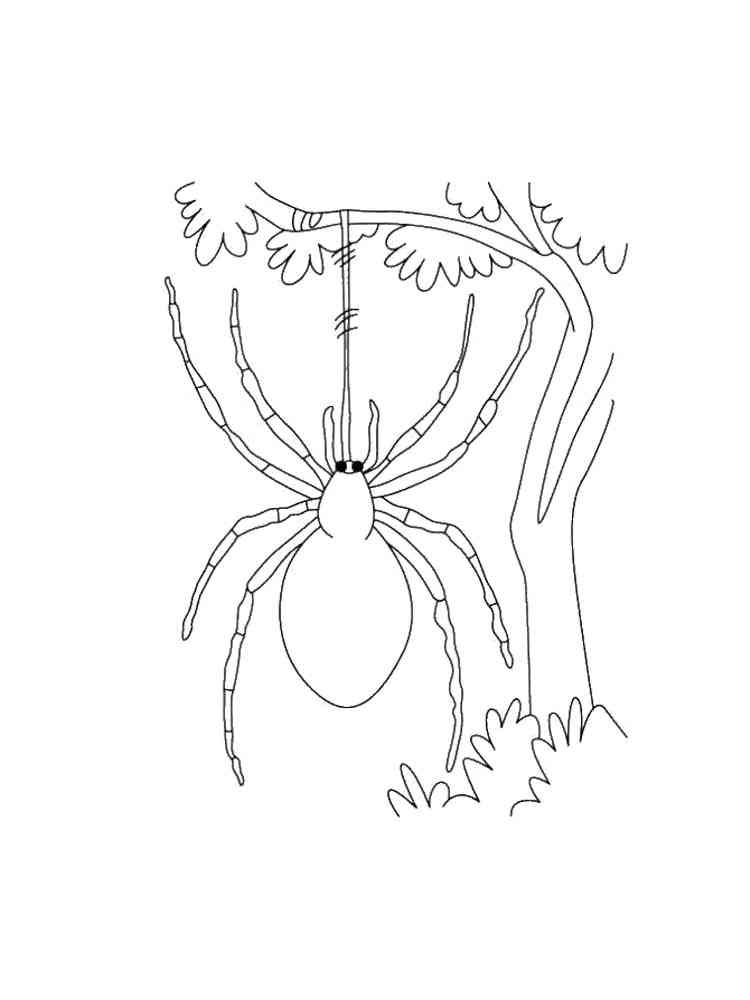 Spider on the Tree coloring page