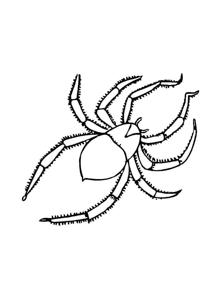 American House Spider coloring page