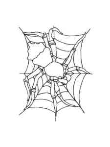 Spider on the Web coloring page