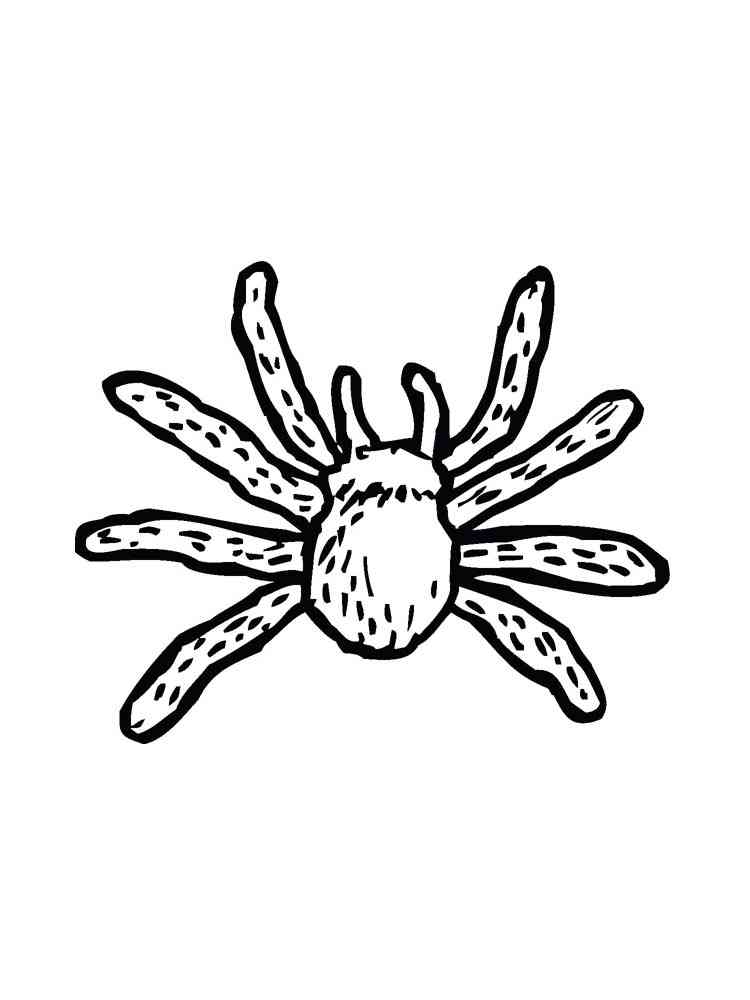 Easy Spider coloring page