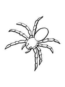 Huntsman Spider coloring page
