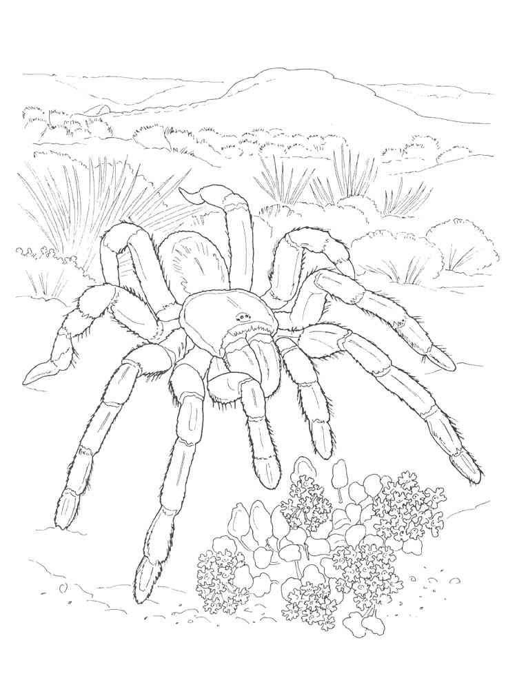 Desert Tarantula coloring page