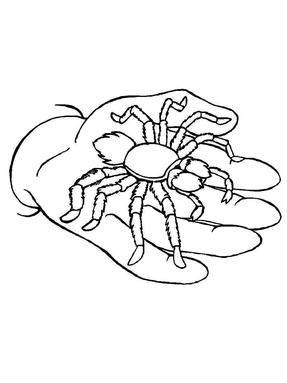 Spider in the palm of his hand coloring page