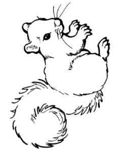 Mexican Ground Squirrel coloring page