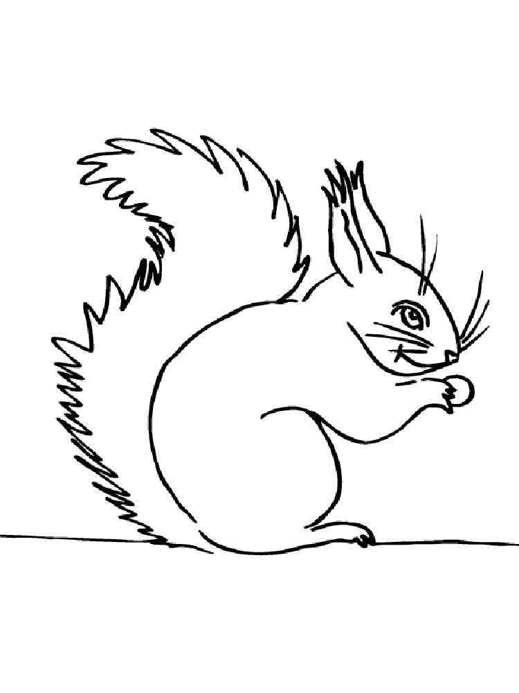 Red Squirrel coloring page
