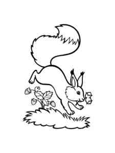 Jumping Squirrel coloring page