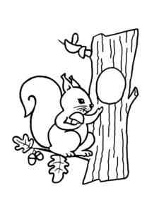Squirrel at his hollow coloring page