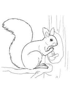 American Red Squirrel coloring page