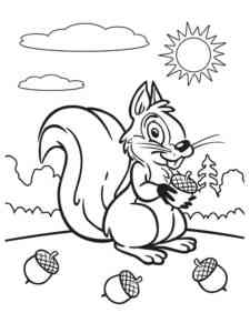 Squirrel picks Acorns coloring page