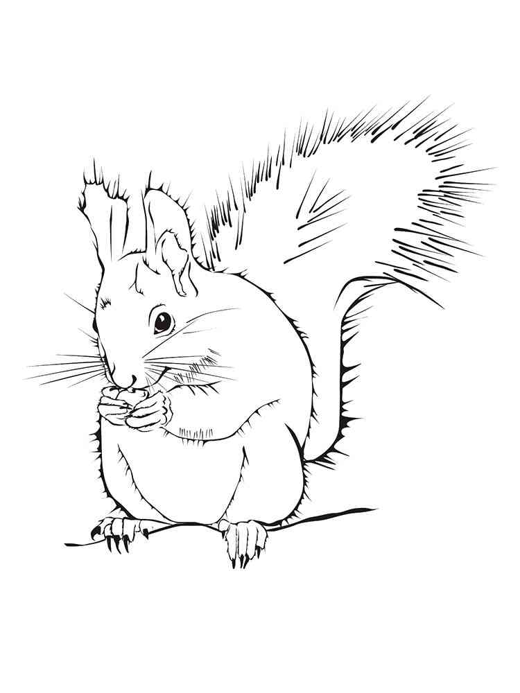 Red Squirrel Eating Nut coloring page