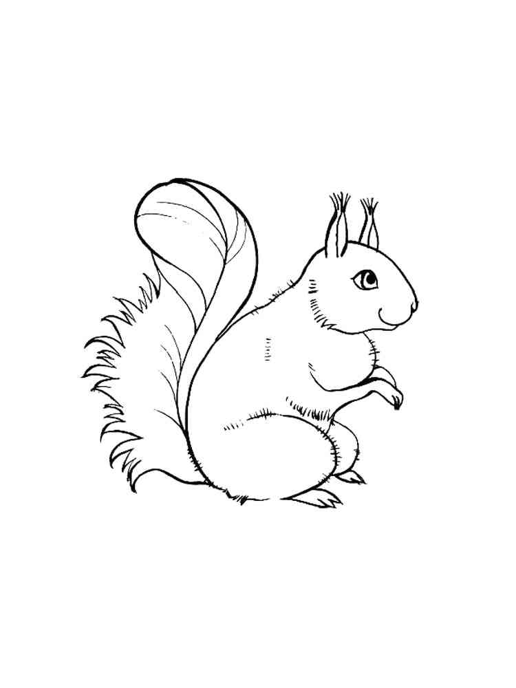 Eastern Gray Squirrel coloring page