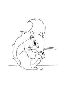 Gray Squirrel coloring page
