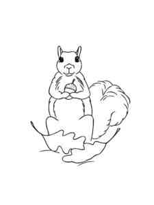 Squirrel holds Acorn coloring page