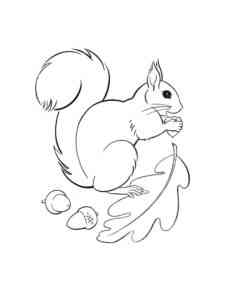 Squirrel with leaf and nuts coloring page