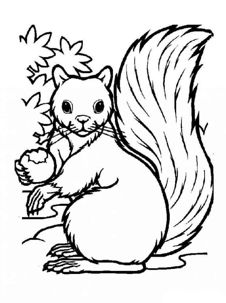 Forest Squirrel coloring page