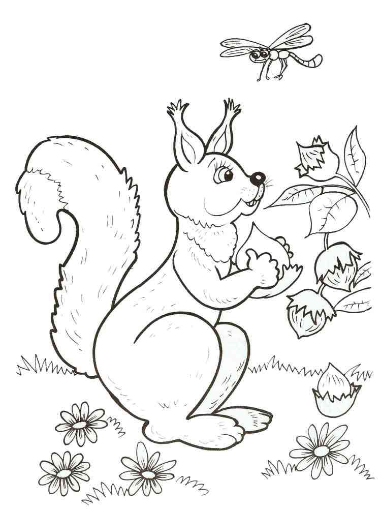 Squirrel picks Hazelnut coloring page