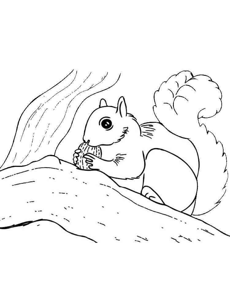Squirrel on a tree branch coloring page