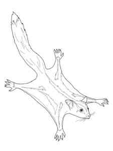 Sugar Glider Flying coloring page