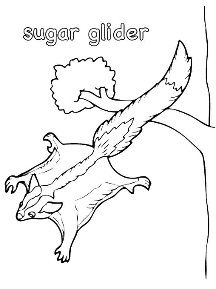 Sugar Glider jumped from a tree coloring page