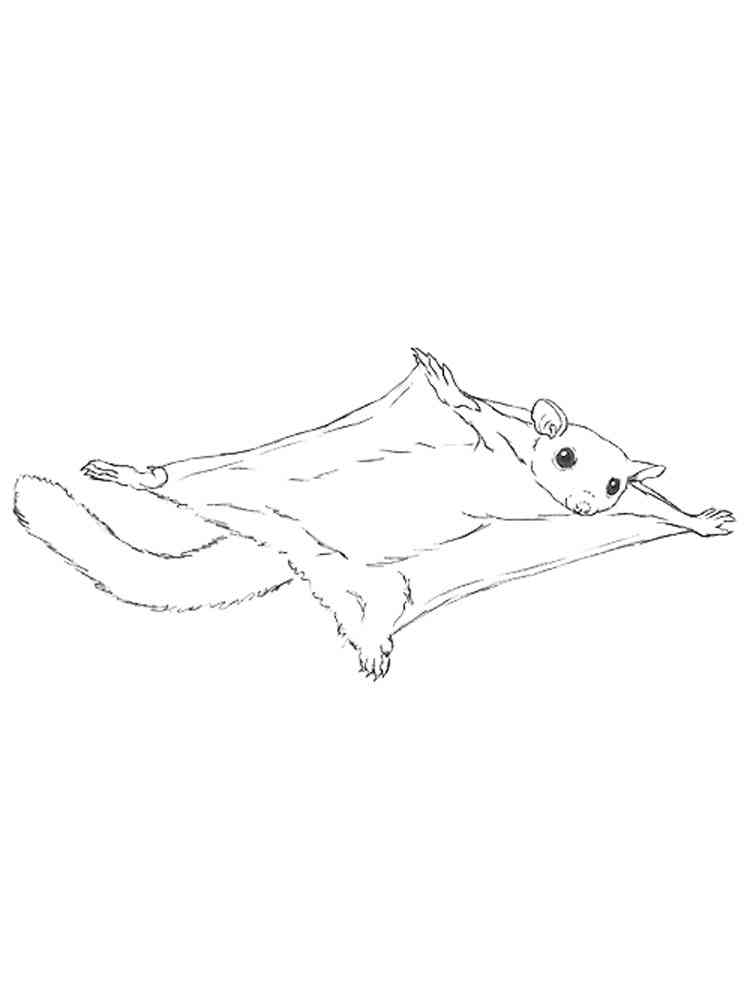 Sugar Glider Possum coloring page