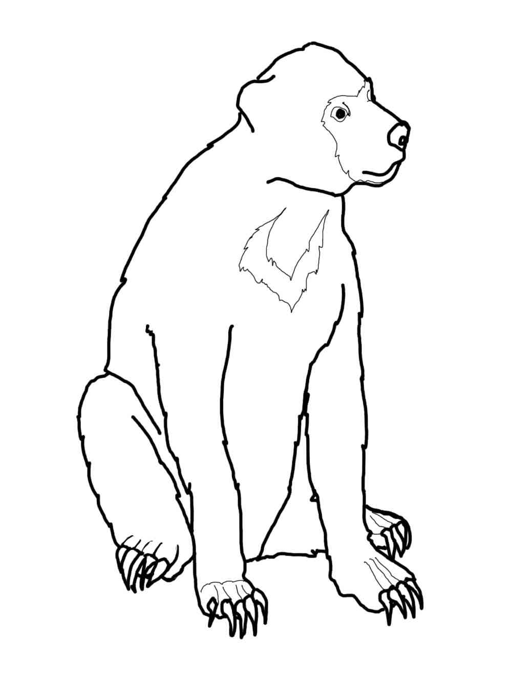 Young Sun Bear coloring page
