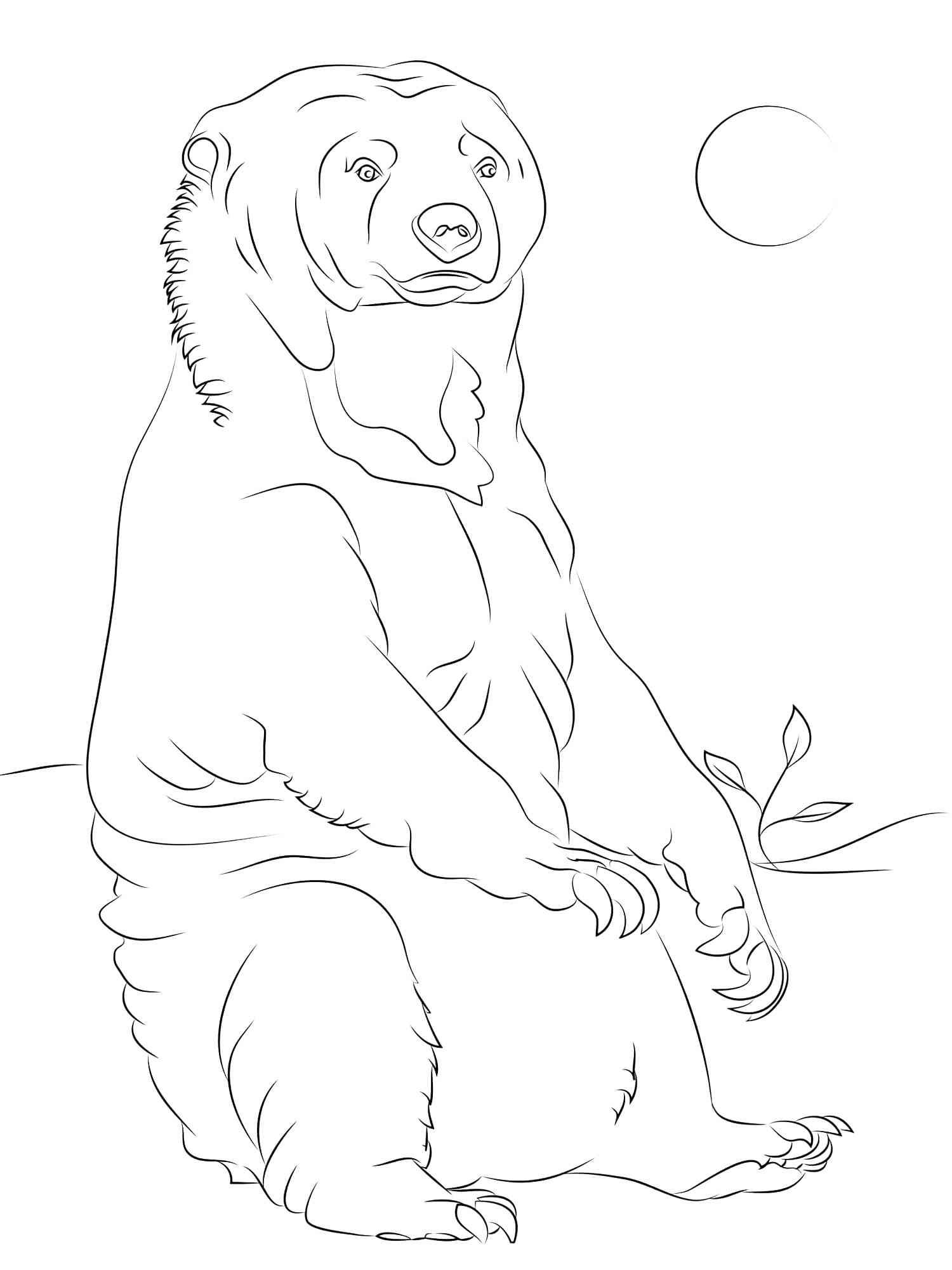 Sitting Sun Bear coloring page