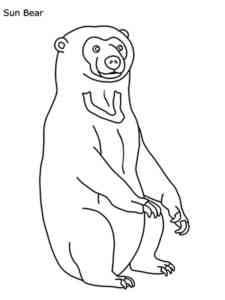 Simple Sun Bear coloring page