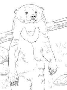 Realistic Sun Bear coloring page
