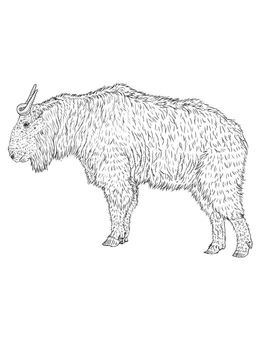 Realistic Sichuan Takin coloring page