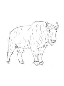 Golden Takin coloring page