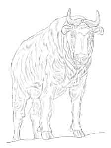 Sichuan Takin coloring page