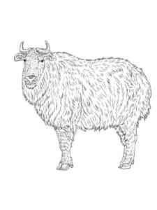 Realistic Takin coloring page
