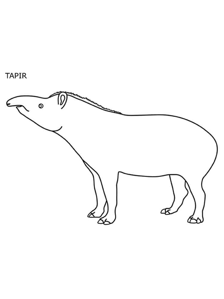 Baird’s Tapir coloring page