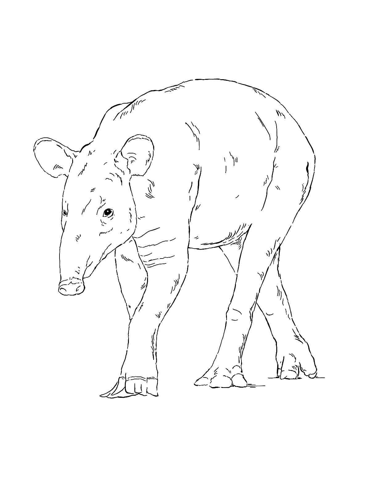 Mountain Tapir coloring page