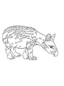 Young Tapir coloring page