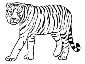 Walking Bengal Tiger coloring page