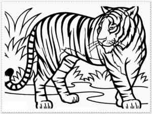 Bengal Tiger coloring page