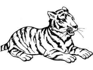 Young Tiger coloring page